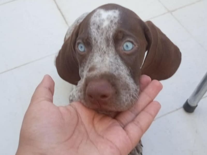Chien de chasse braque allmend dun pere et mere qui chasse reglerment et race dorigine importe dallmend
