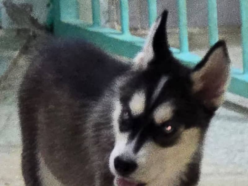 deux chiots husky