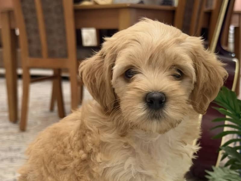 Chiots Caniche Bichon