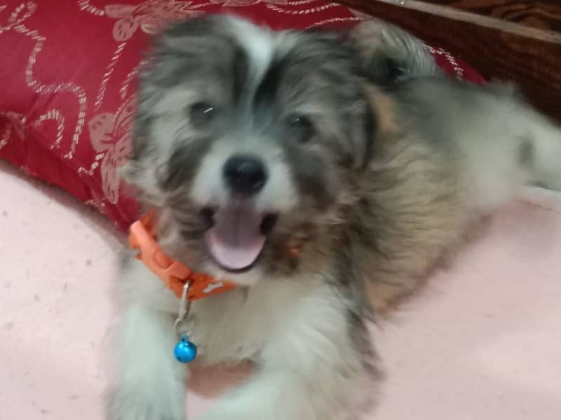 Chiot a vendre
