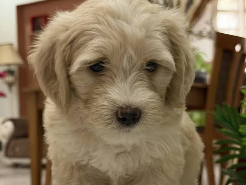 Chiot Caniche Bichon à vendre