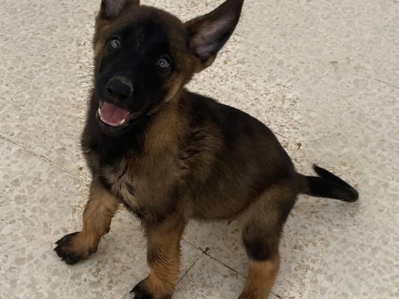 Chiots Malinois race pure