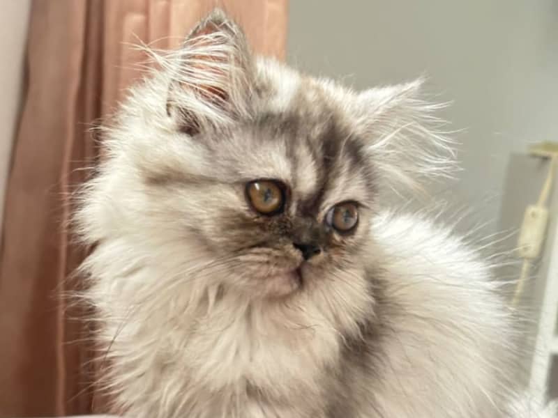 Chaton person femelle de 3 mois