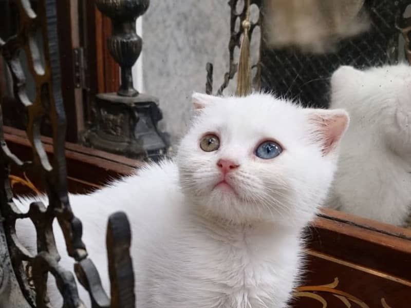 Scottish double fold odded eyes