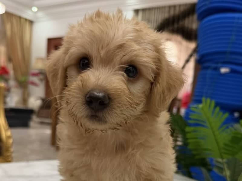 Chaniche