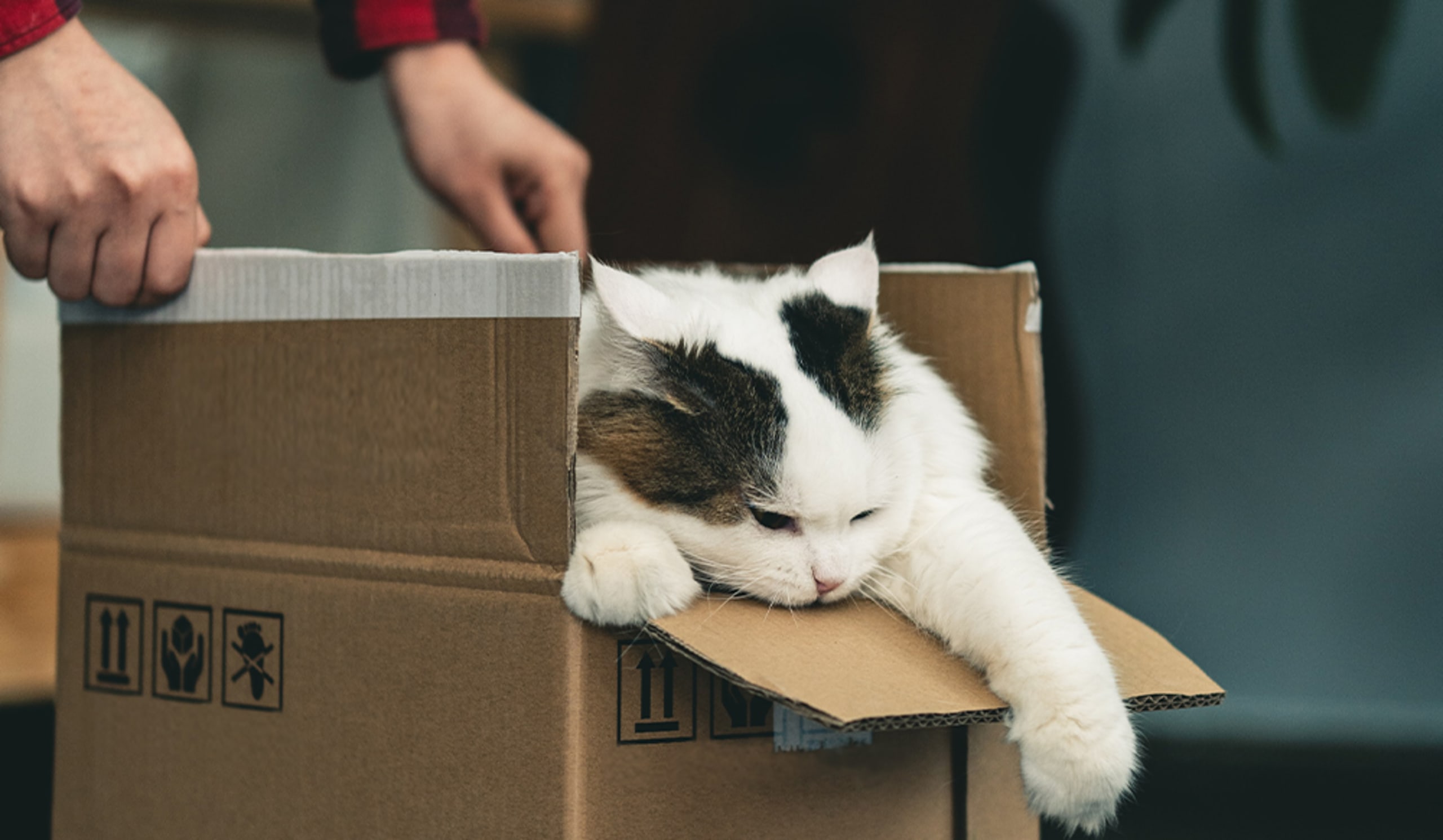 cat in box