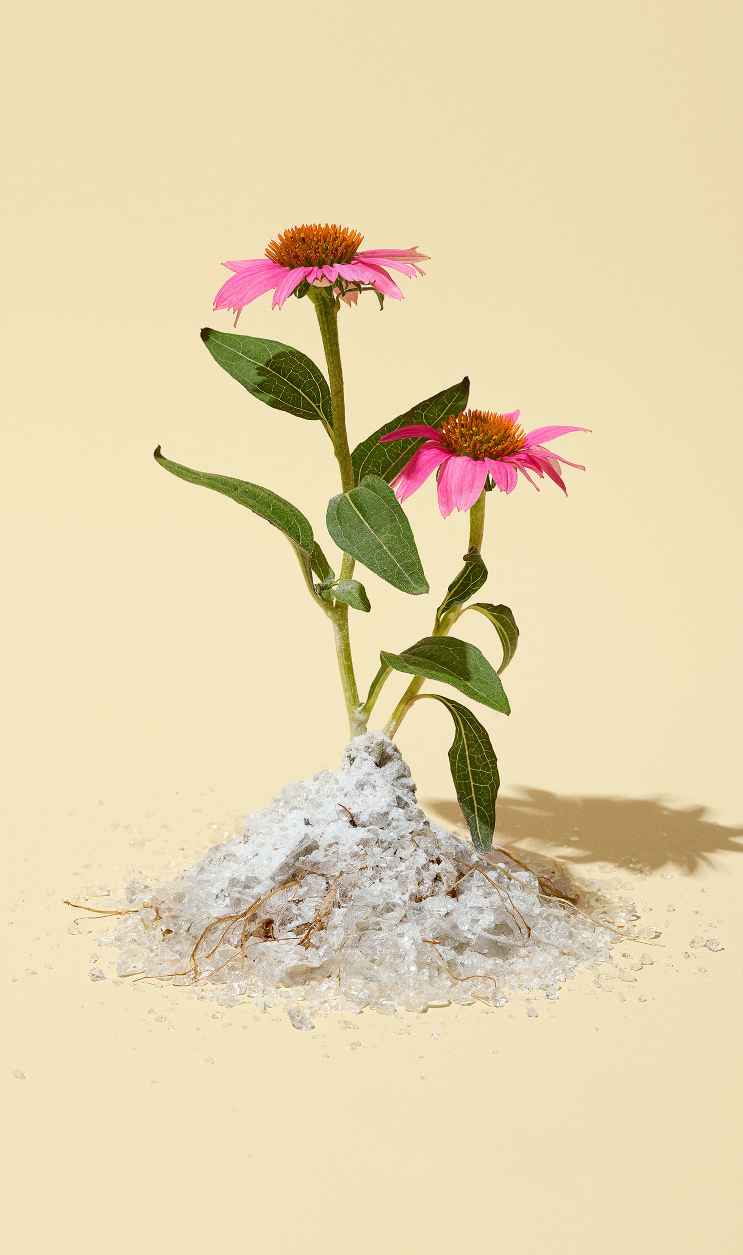 pink flowers growing out of glass