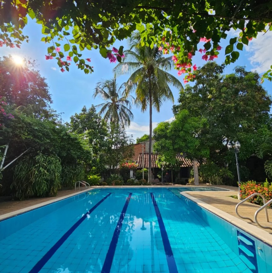 Piscina con palmera