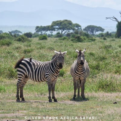 4-Day Game Maasai Mara with Lake Naivasha Geographical
