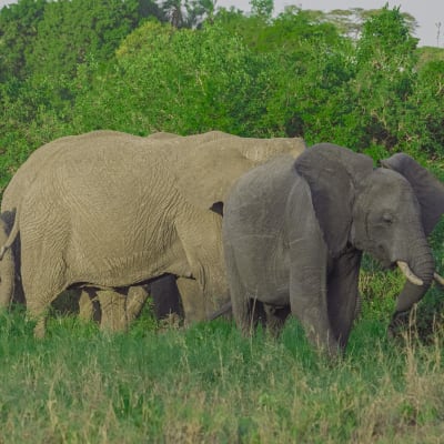 Aventure tanzanienne : 10 jours au cœur de la faune africaine
