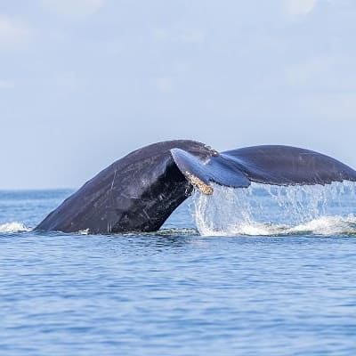 De la côte Caraïbe au Pacifique du Costa Rica