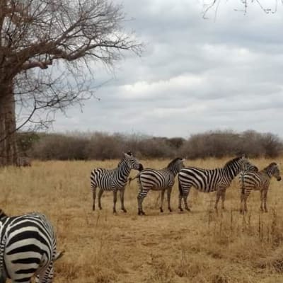 Safari de 4 jours à la réserve de Selous
