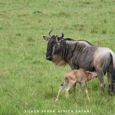 4-Day Game Maasai Mara with Lake Naivasha Geographical