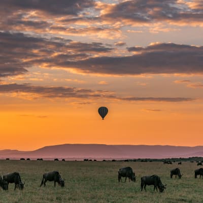 Option - Safari en ballon dans le Serengeti et observation des animaux sauvages