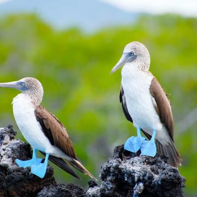 Le trésor des Galápagos : le snorkeling à Kicker Rock
