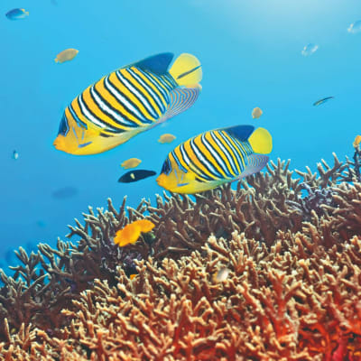 Hulhumale Lagoon - Eyboodhoo Lagoon - 2h00