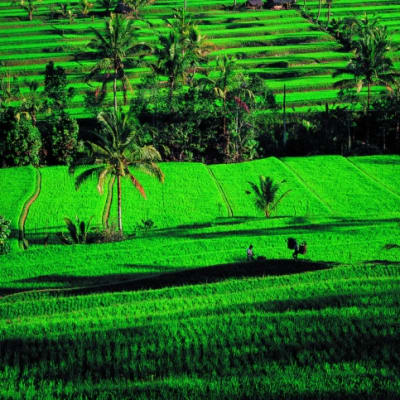 Arrivée à l aéroport de Bali  Transfert vers votre hébergement