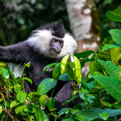 Trekking des chimpanzés et visite des plantations de thé