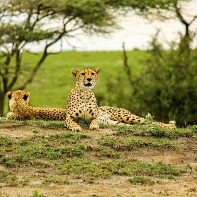 Game Drive dans le parc national de Tarangire