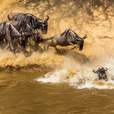 Masai Mara