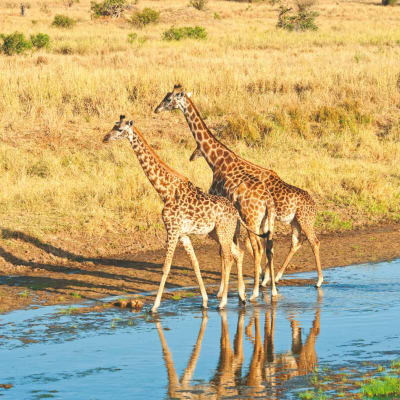 Parc national de Arusha
