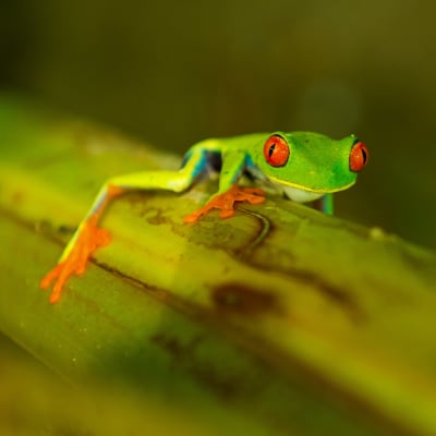 La petite Amazonie du Costa Rica