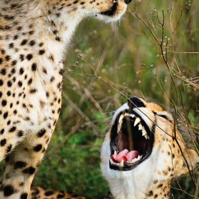 Parc National du Serengeti