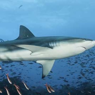 Tour de la baie de Puero Ayora et départ pour l'île d'Isabela