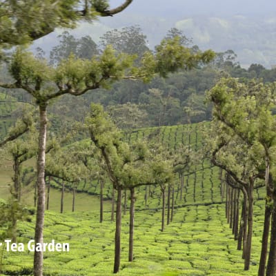 Munnar