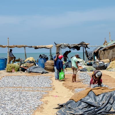 Arrivée au Sri-Lanka et détente à Negombo