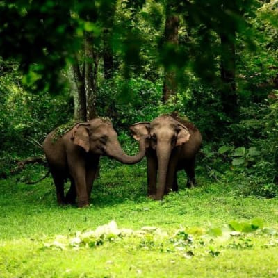 Periyar