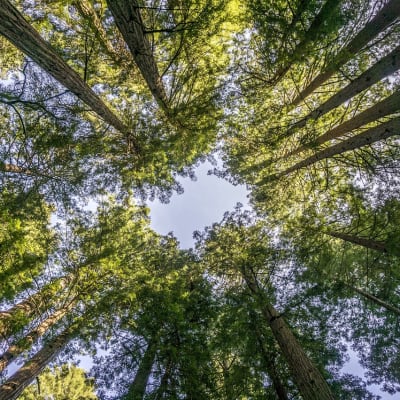 Muir Woods et Napa Valley