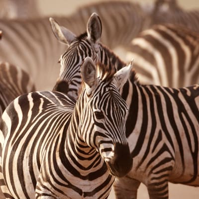 Nairobi-Amboseli National Park