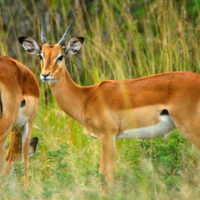 Subukia - Masai Mara (5h30 de route hors pauses)