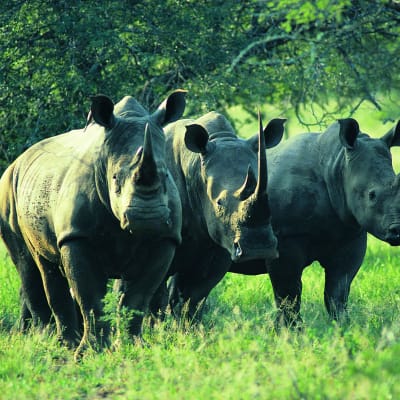 Transfert vers la randonnée des rhinocéros au sanctuaire des rhinocéros de Ziwa.