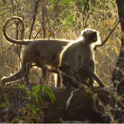 À Bandhavgarh