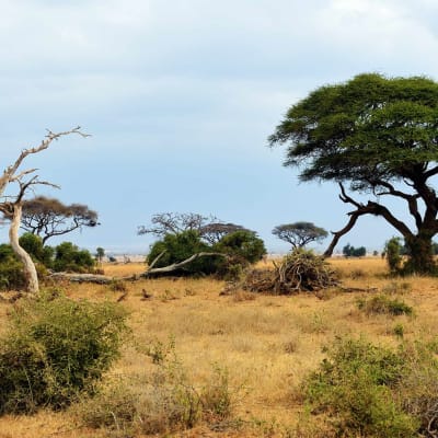 Parc National Amboseli