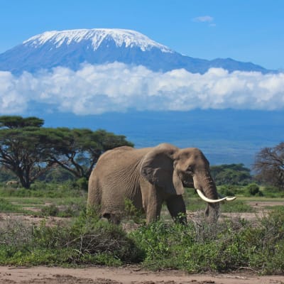 Nairobi - Amboseli