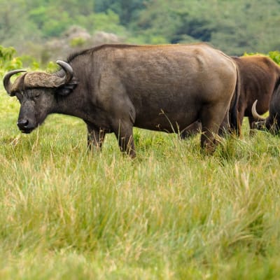 Arusha, Lac Natron