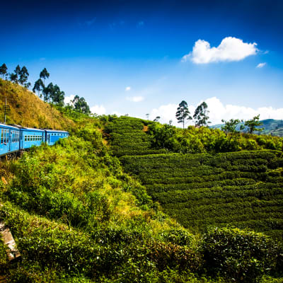 NUWARA ELIYA - ELLA (env. 4Hrs en train local)
