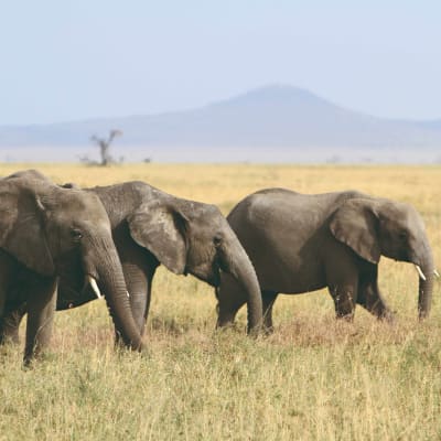 Le Parc national du Serengeti