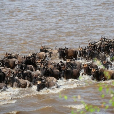 Observation de la migration des gnous dans le parc national du Serengeti du Nord