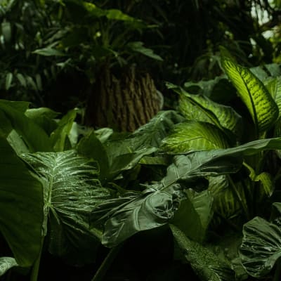 Randonnée dans le Parc National de l Isalo