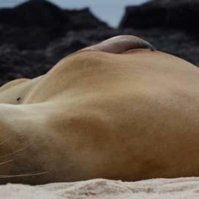 Un Lion Endormi en pleine mer...