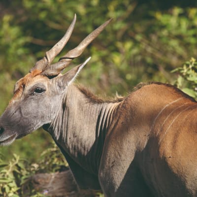 Arusha - Parc National de Tarangire