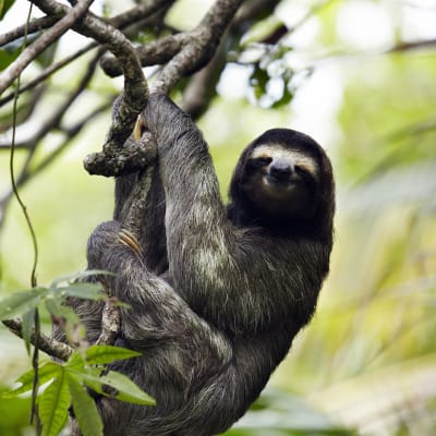 Puerto Viejo de Talamanca et le Parc National Cahuita