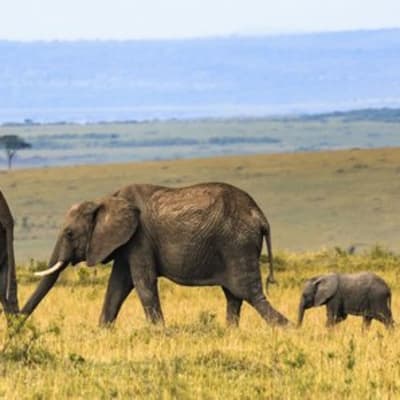 Départ du Serengeti pour Maasai Mara