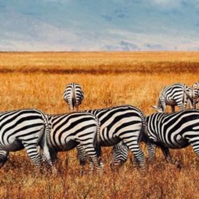 CRATÈRE DU NGORONGORO