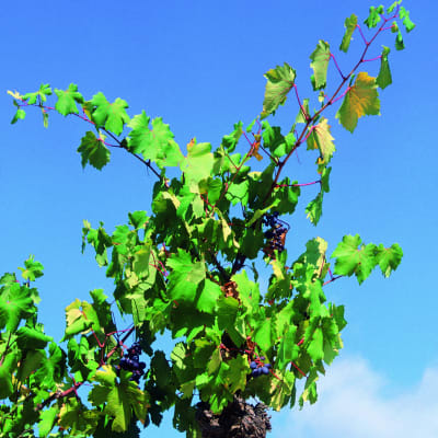 Decouverte des vins de Chypre