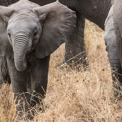 Journée entière dans le parc national du Serengeti